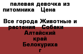 палевая девочка из питомника › Цена ­ 40 000 - Все города Животные и растения » Собаки   . Алтайский край,Белокуриха г.